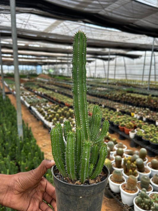 🌿 Forbia Plant Sapling + Premium White pot.