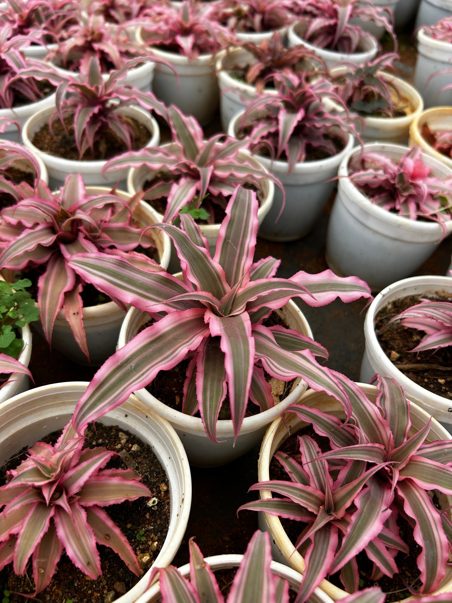 🌟 Cryptanthus Plant + Premium White pot.