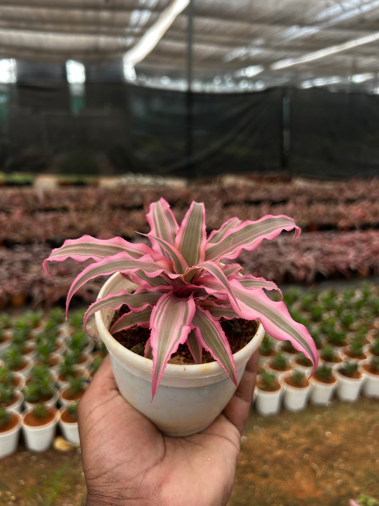 🌟 Cryptanthus Plant + Premium White pot.