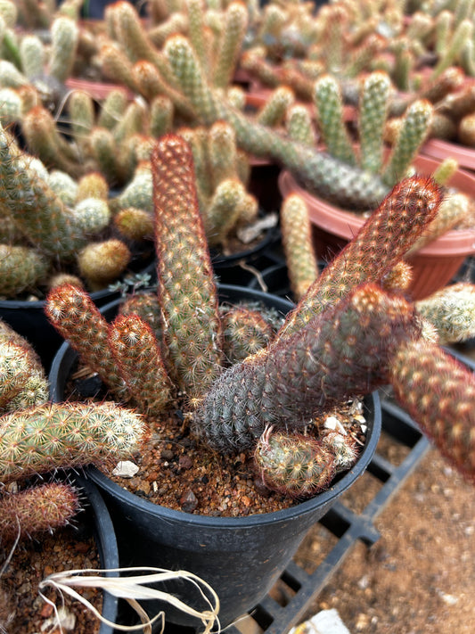 Mammillaria Cactus Plant Sapling + Premium White pot.