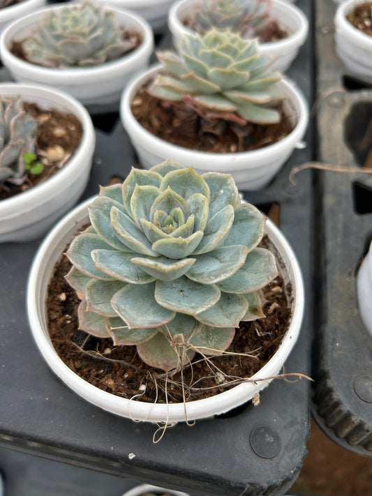 Nikki – The Adorable Succulent Buddy + Premium White pot.