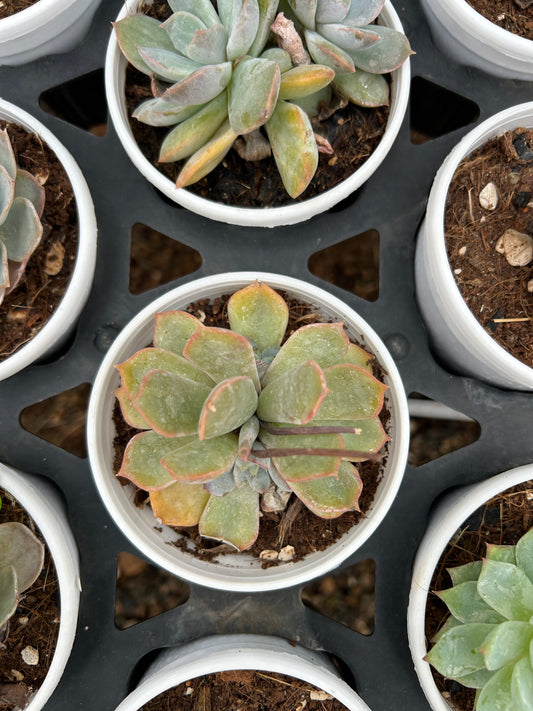 Kittu – The Adorable Succulent Buddy + Premium White pot.
