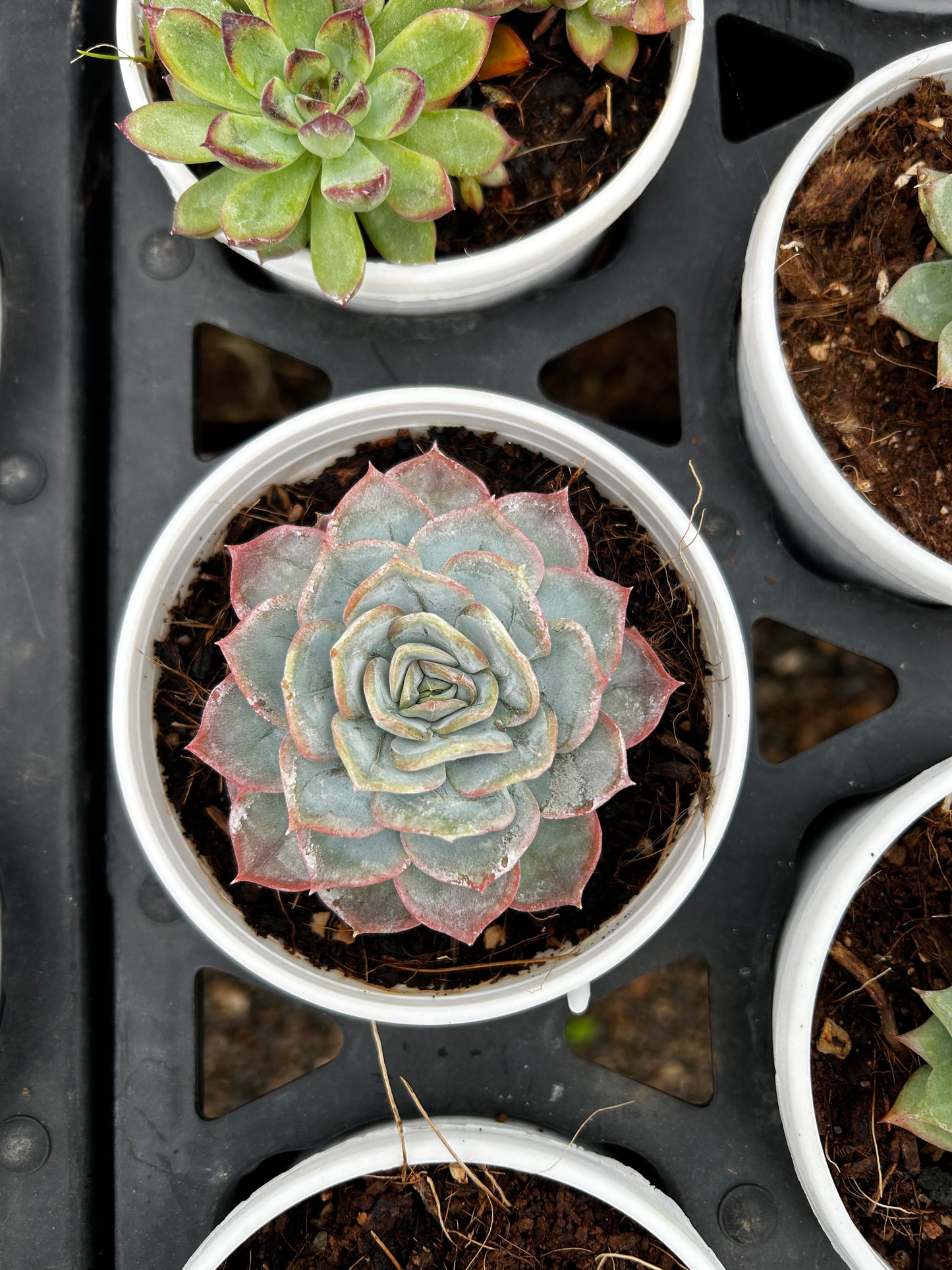 Sona – The Adorable Succulent Buddy + Premium White pot.