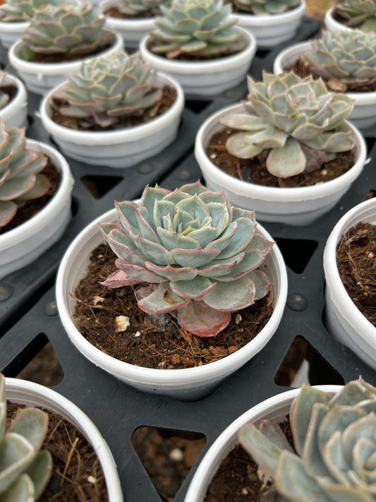 Lalu – The Adorable Succulent Buddy + Premium White pot.