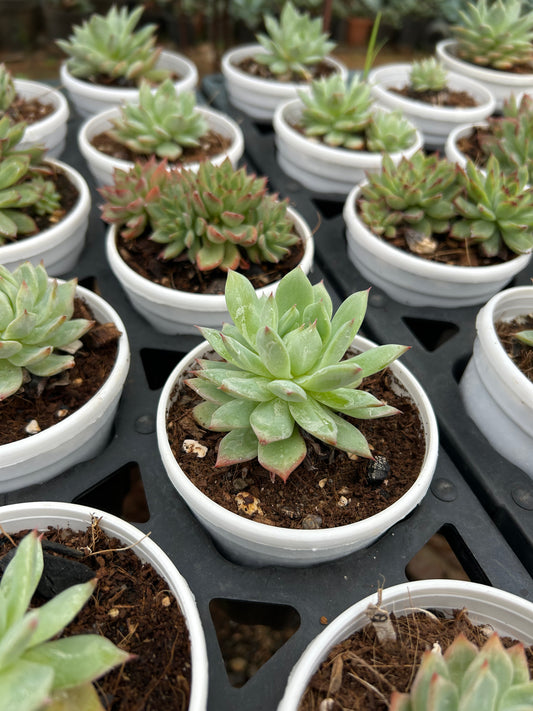 Appu – The Adorable Succulent Buddy + Premium White pot.