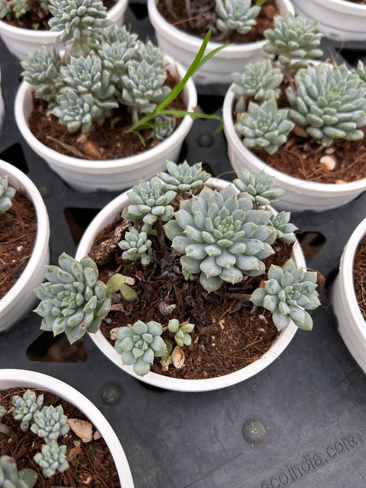 Momo – The Adorable Succulent Buddy + Premium White pot.