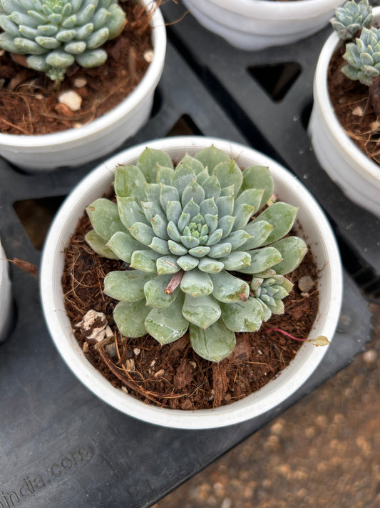 Rishi – The Adorable Succulent Buddy + Premium White pot.