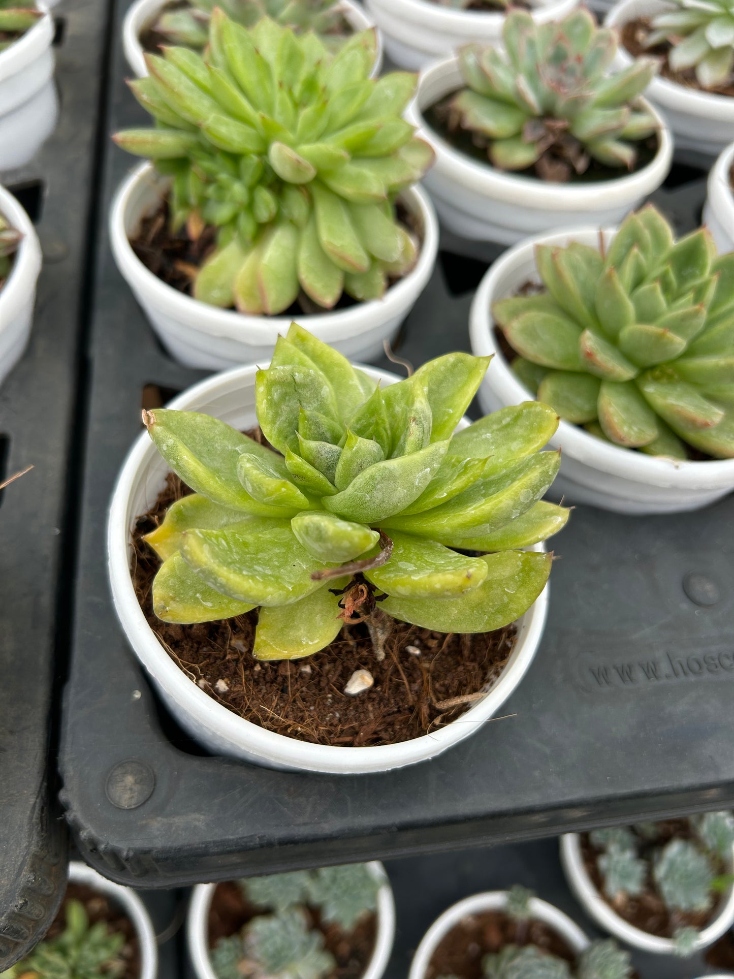 Maggie – The Adorable Succulent Buddy + Premium White pot.