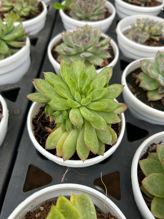 Gopi – The Adorable Succulent Buddy + Premium White pot.