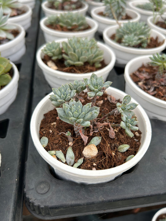 Bunnyboo – The Adorable Succulent Buddy + Premium White pot.