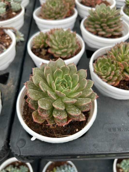 Bubbles – The Adorable Succulent Buddy + Premium White pot.