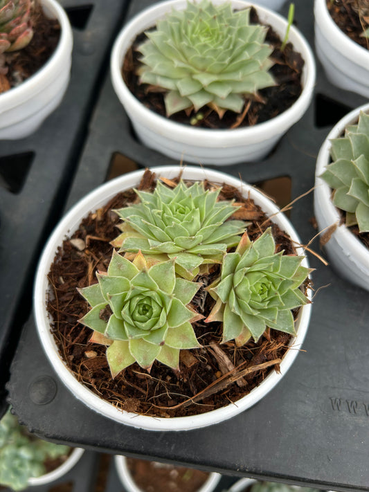 Pandu – The Adorable Succulent Buddy + Premium White pot.