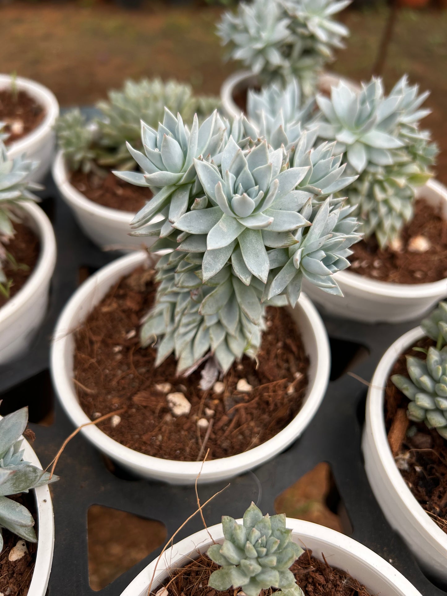 Duggu – The Adorable Succulent Buddy + Premium White pot.