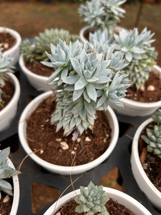 Duggu – The Adorable Succulent Buddy + Premium White pot.