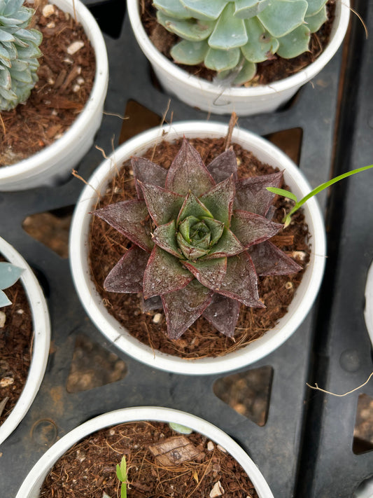 Guggu – The Adorable Succulent Buddy + Premium White pot.