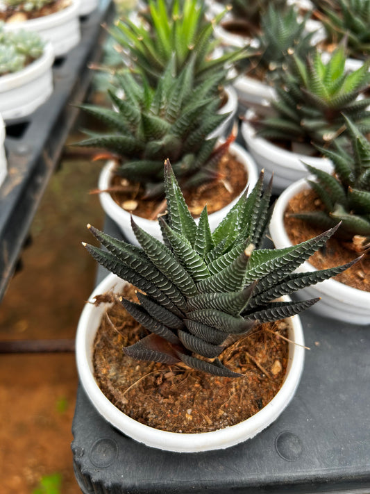 Mintu – The Adorable Succulent Buddy + Premium White pot.