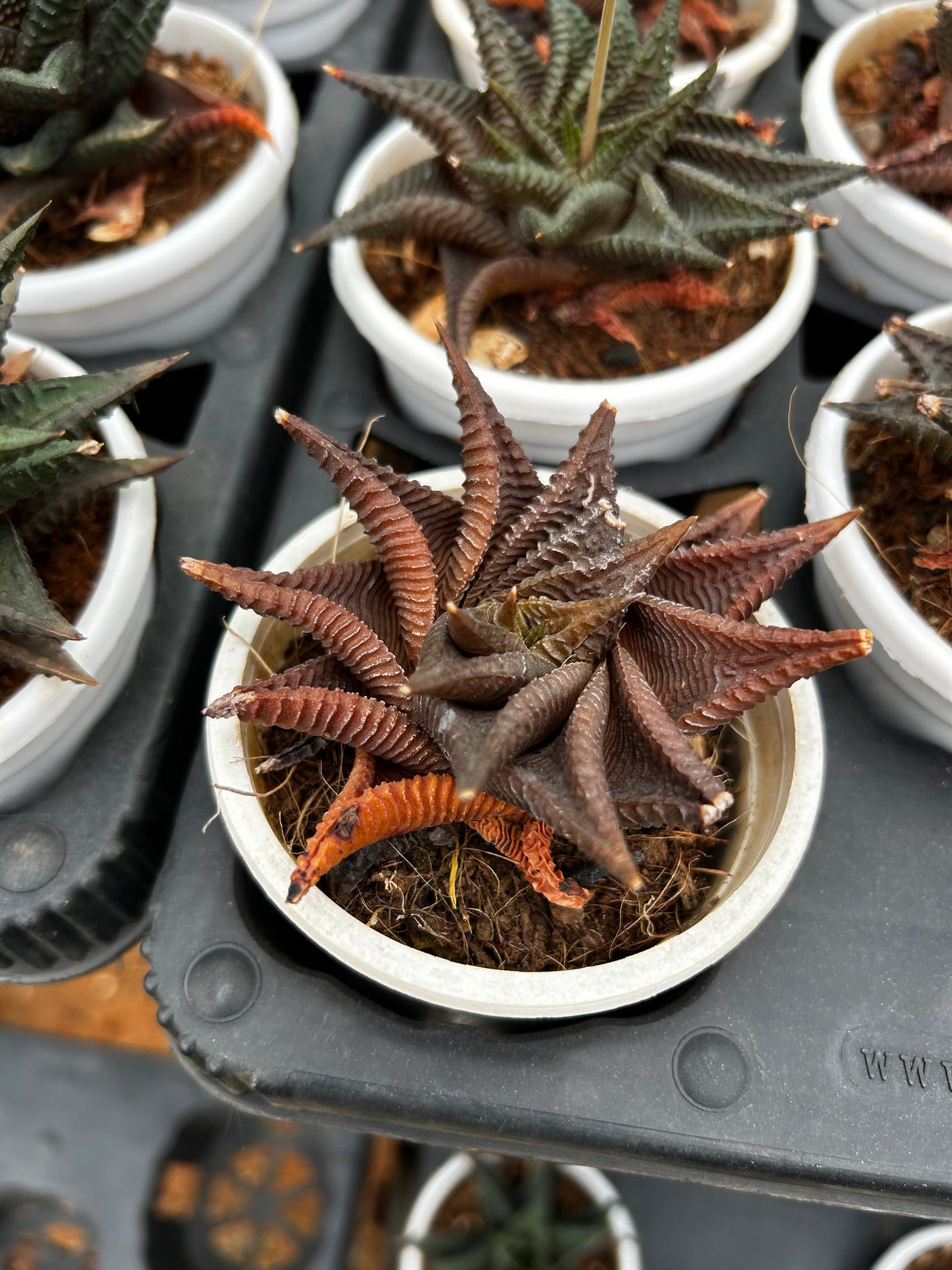 Cherry – The Adorable Succulent Buddy + Premium White pot.