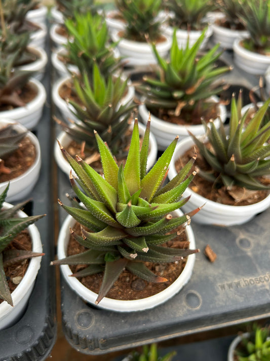 Sunny – The Adorable Succulent Buddy + Premium White pot.