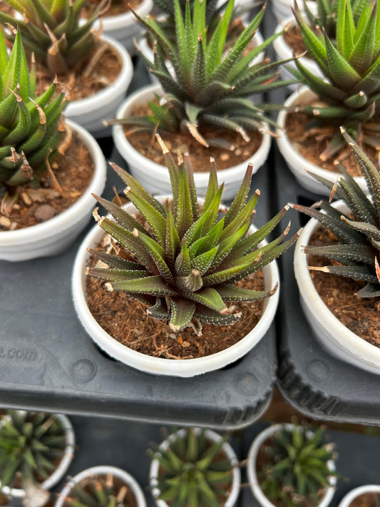 Swecha – The Adorable Succulent Buddy + Premium White pot.