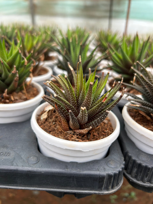 Tillu Singh – The Adorable Succulent Buddy + Premium White pot.