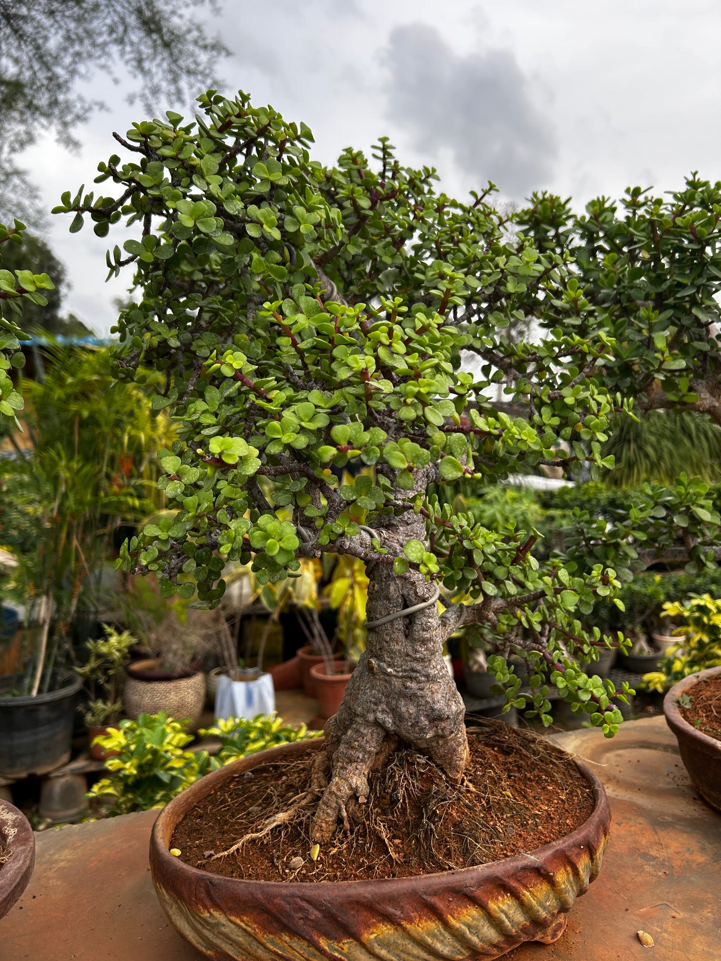 Jade Bonsai – 8 Years Old | Symbol of Prosperity & Growth + Premium White pot.