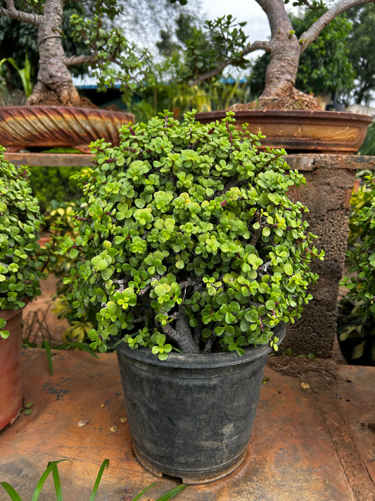 Jade Bonsai – 3 Years Old | Compact Beauty & Good Luck Charm + Premium White pot.