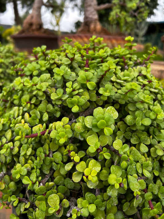 Jade Bonsai – 3 Years Old | Compact Beauty & Good Luck Charm + Premium White pot.