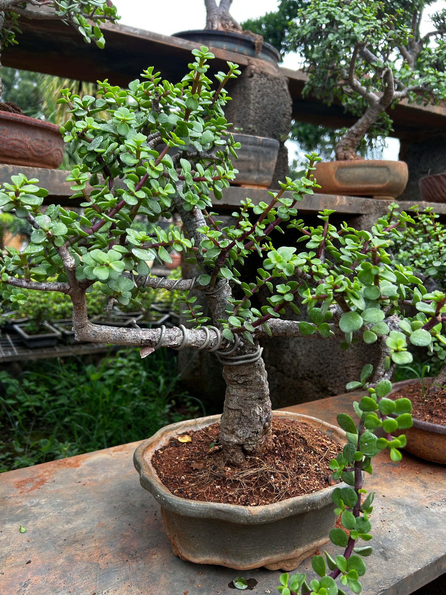 Jade Bonsai – 3 Years Old | Compact Beauty & Good Luck Charm - 02 + Premium White pot.