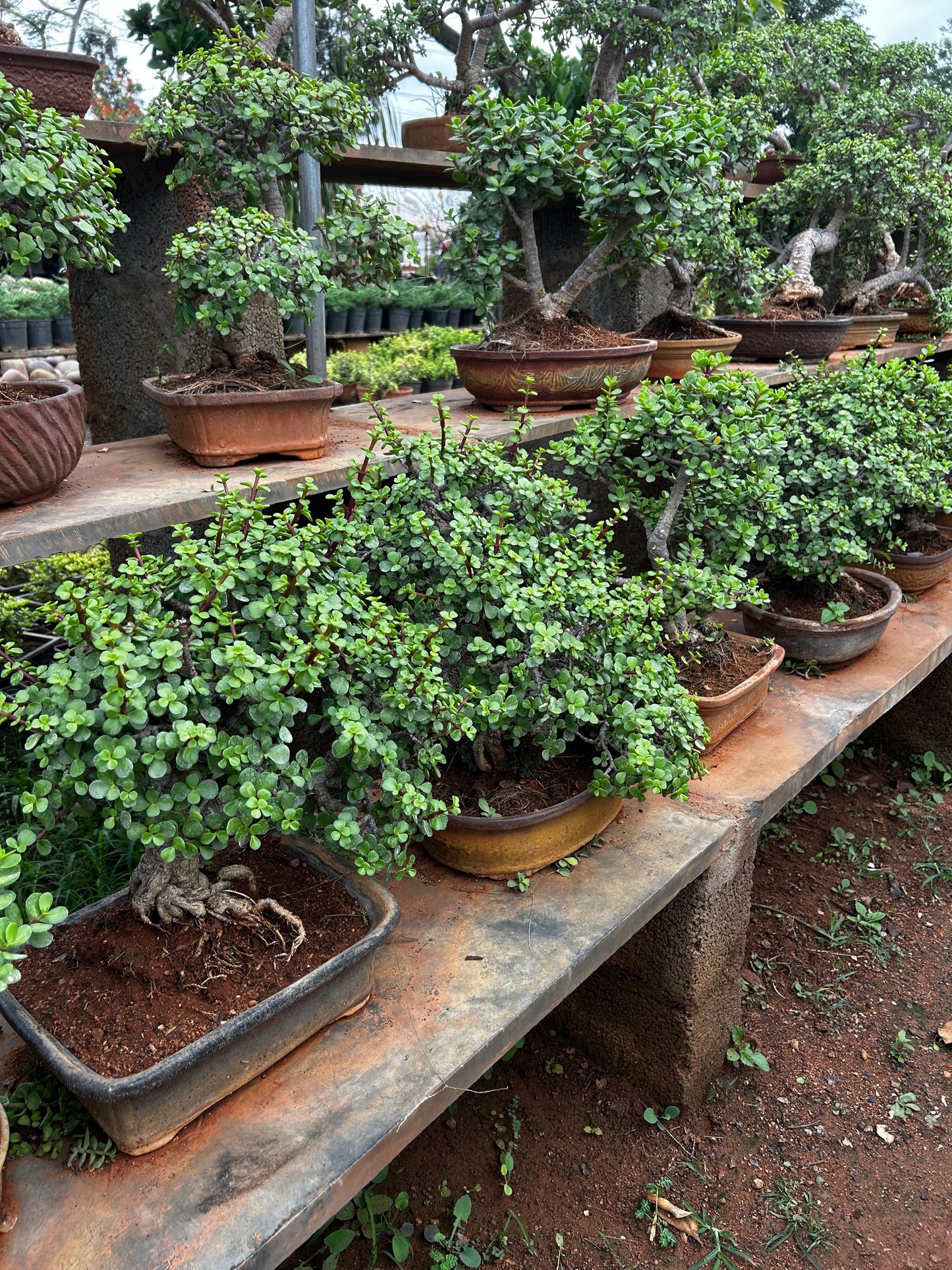 Jade Bonsai – 8 Years Old | Symbol of Prosperity & Growth + Premium White pot.