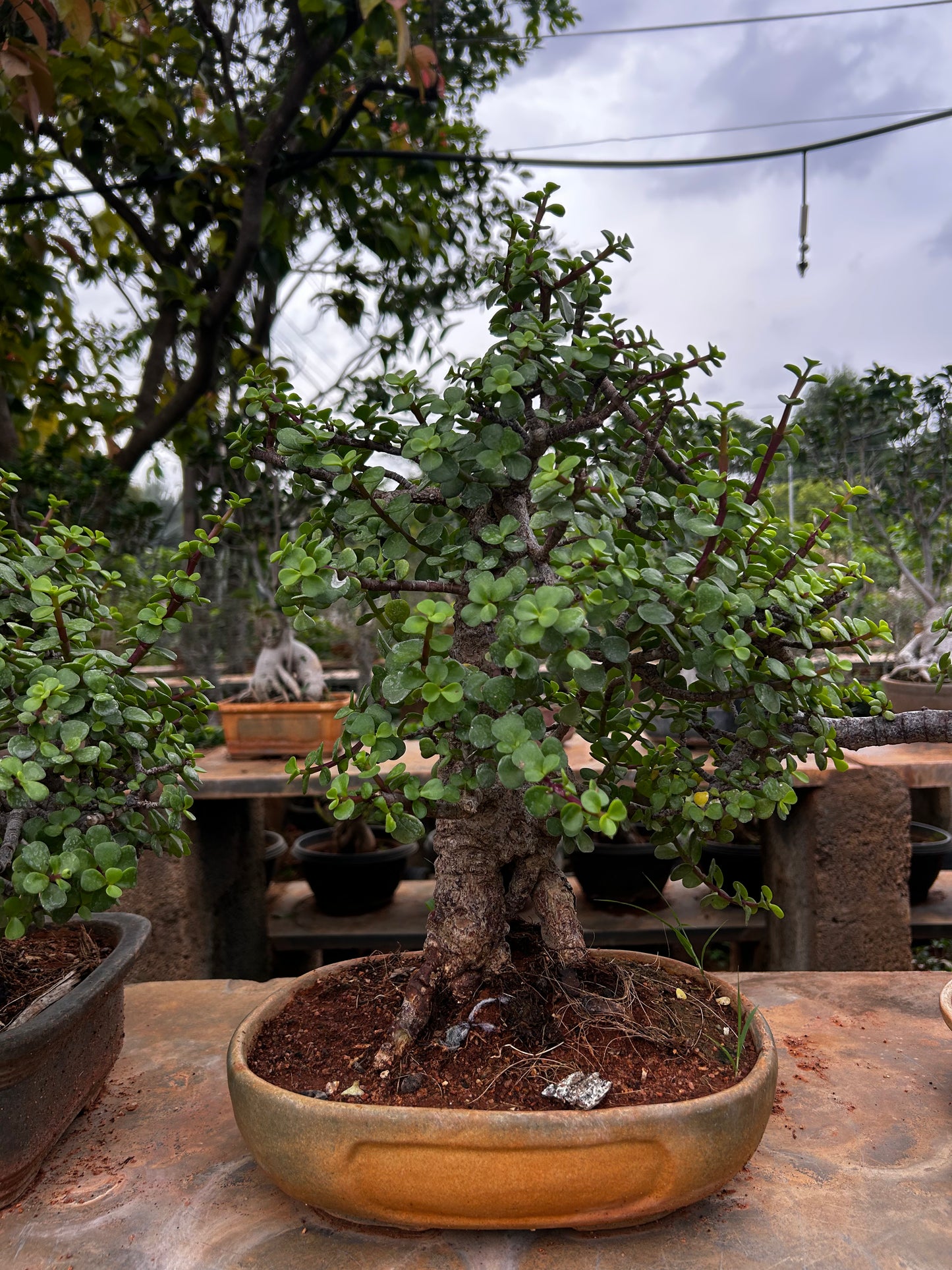 Jade Bonsai – 5 Years Old | Symbol of Prosperity & Growth 03 + Premium White pot.