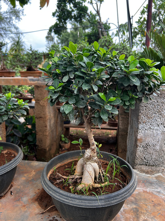 Ficus Bonsai – 2 Years Old | Elegant & Air-Purifying Indoor Tree + Premium White pot.