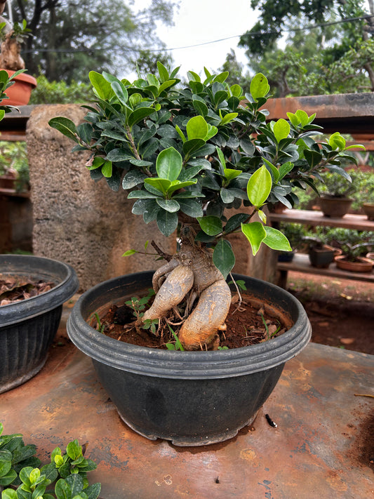 Ficus Bonsai – 2 Years Old | Elegant & Air-Purifying Indoor Tree + Premium White pot.