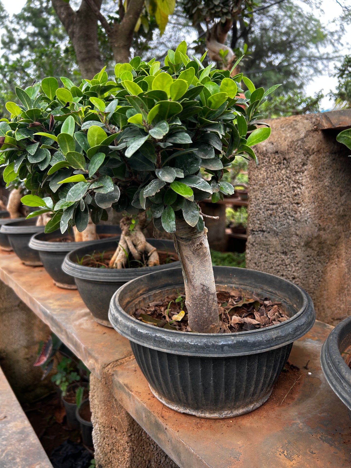 Ficus Bonsai – 2 Years Old | Elegant & Air-Purifying Indoor Tree + Premium White pot.