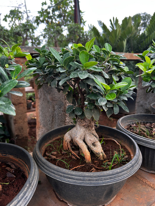 Ficus Bonsai – 2 Years Old | Elegant & Air-Purifying Indoor Tree 02 + Premium White pot.