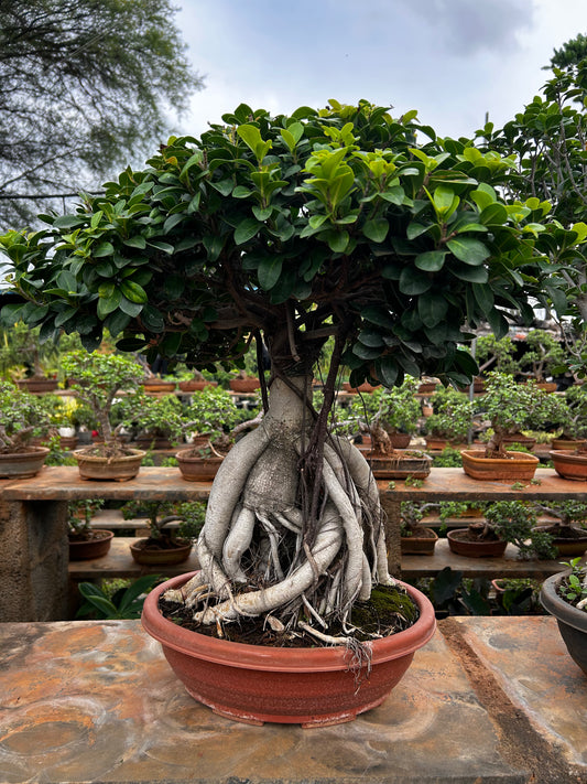 Ficus Bonsai – 8 to 10 Years Old | Majestic, Mature & Air-Purifying Indoor Tree + Premium White pot.