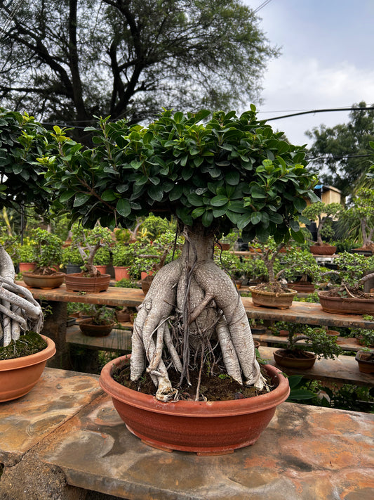 Ficus Bonsai – 8 to 10 Years Old | Majestic, Mature & Air-Purifying Indoor Tree 02 + Premium White pot.