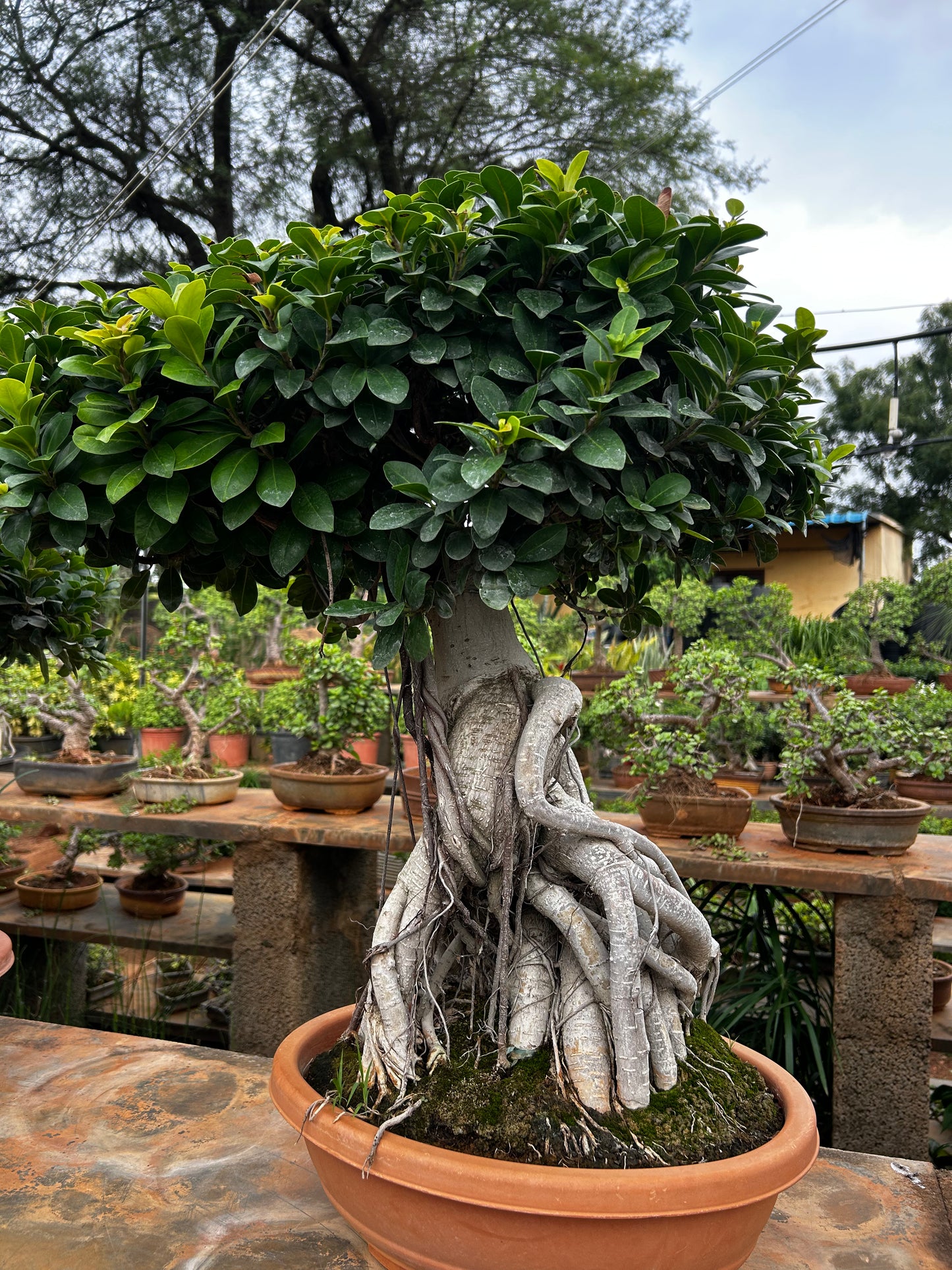 Ficus Bonsai – 8 to 10 Years Old | Majestic, Mature & Air-Purifying Indoor Tree 03 + Premium White pot.