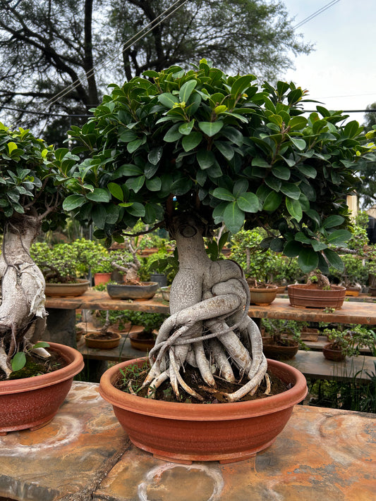 Ficus Bonsai – 8 to 10 Years Old | Majestic, Mature & Air-Purifying Indoor Tree 04 + Premium White pot.