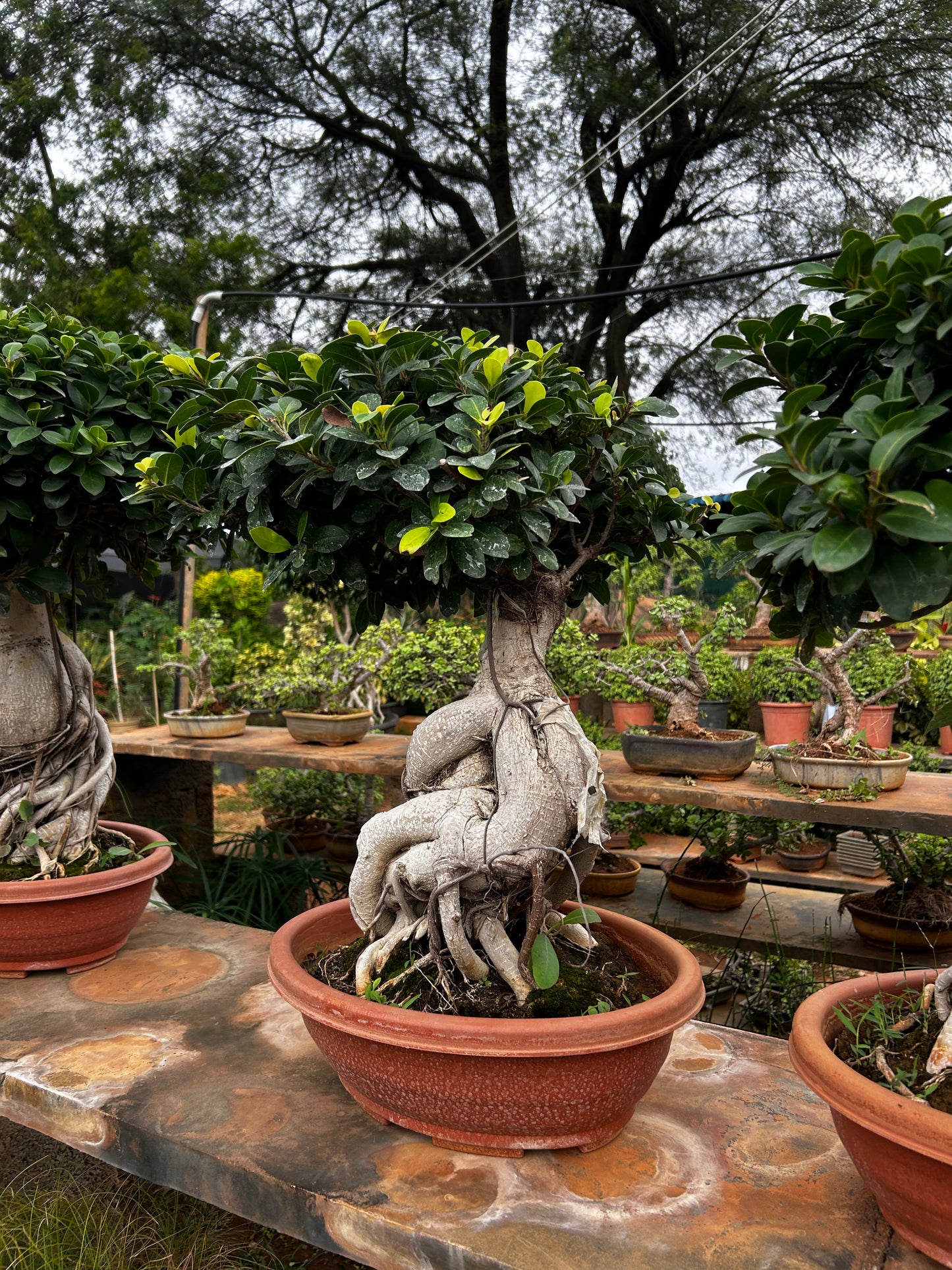 Ficus Bonsai – 8 to 10 Years Old | Majestic, Mature & Air-Purifying Indoor Tree 05 + Premium White pot.