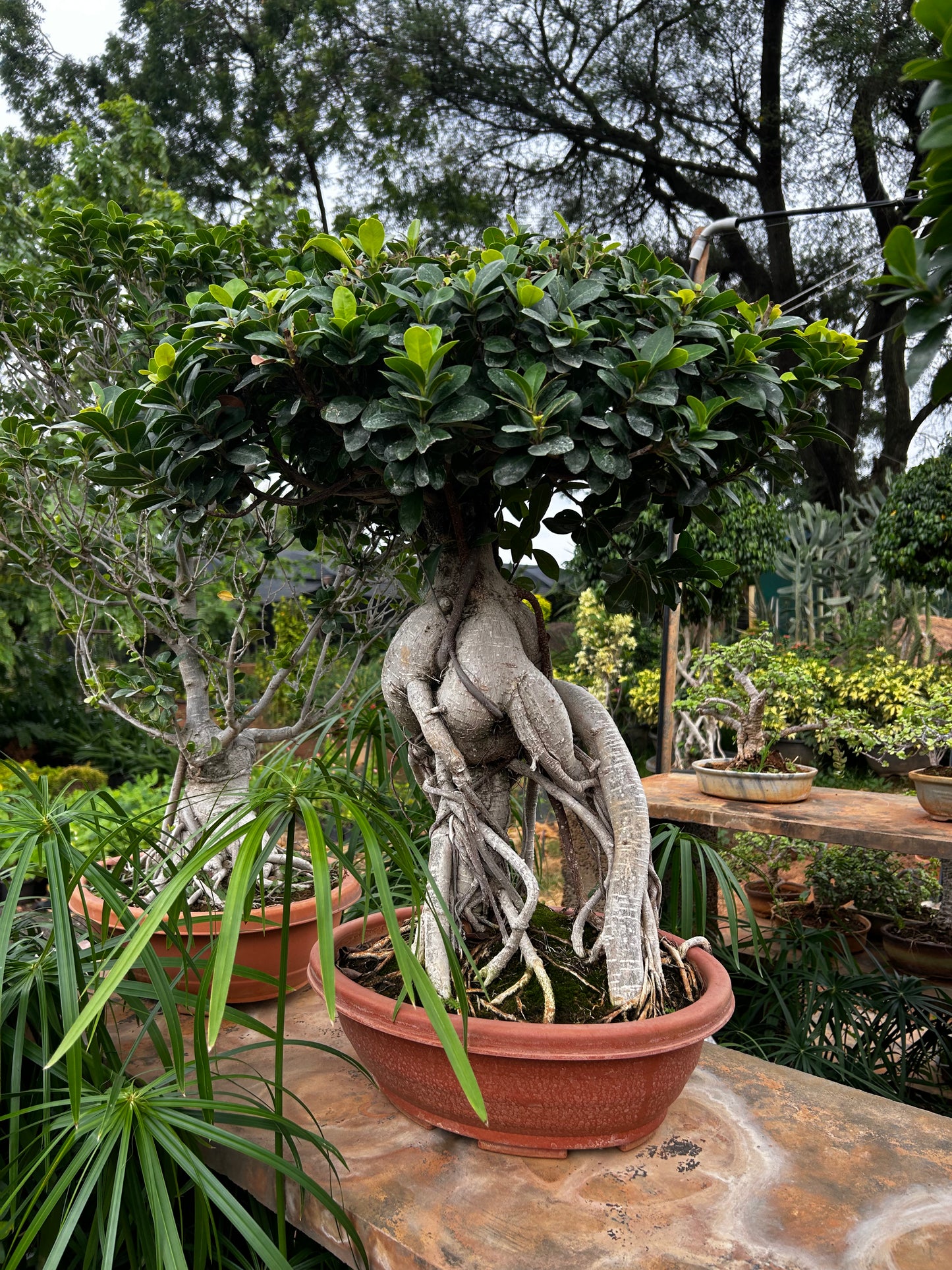 Ficus Bonsai – 8 to 10 Years Old | Majestic, Mature & Air-Purifying Indoor Tree 06 + Premium White pot.