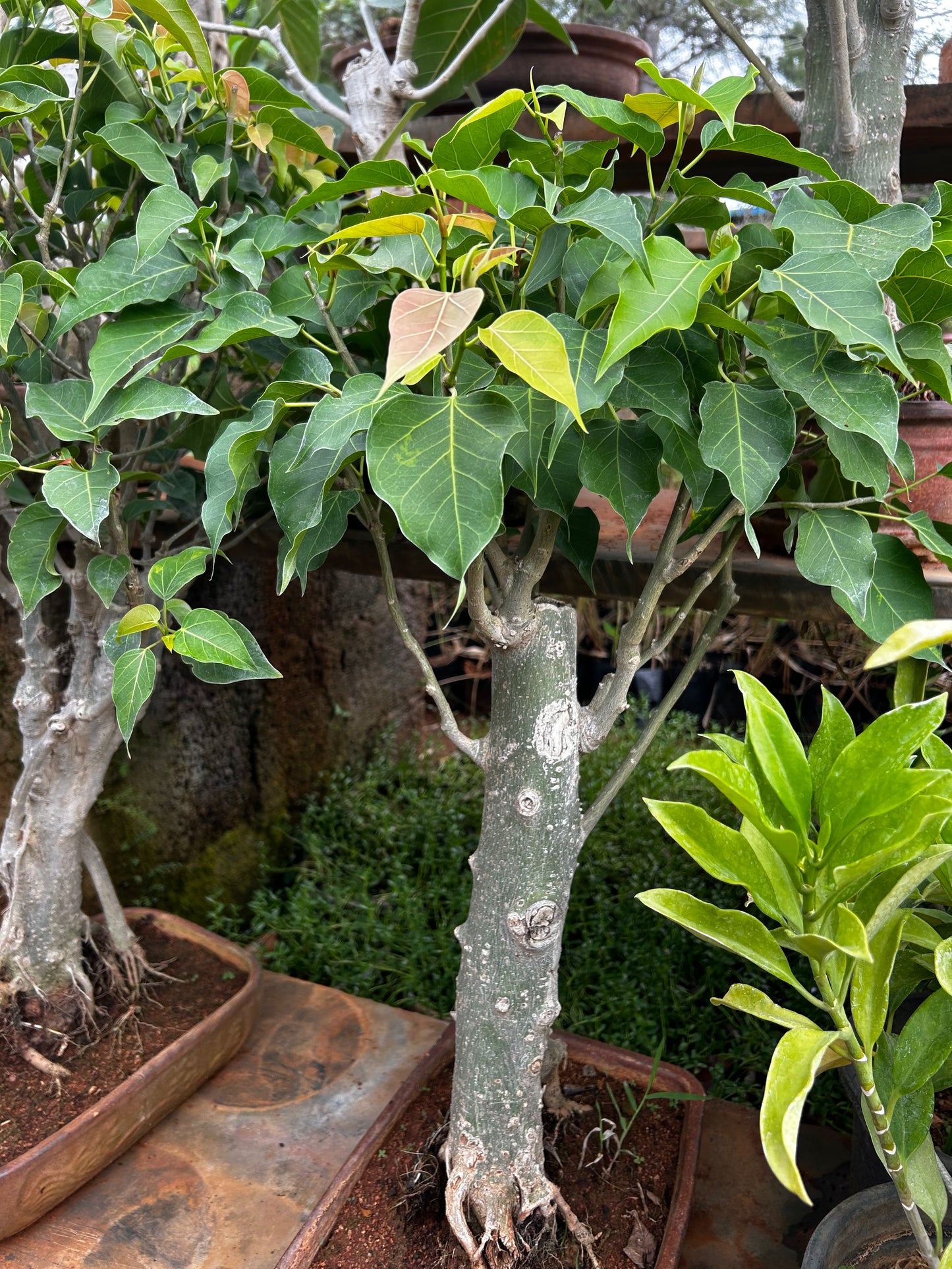 Bodhi Tree Bonsai – 4 to 5 Years Old | Spiritual Symbol of Enlightenment & Peace + Premium White pot.