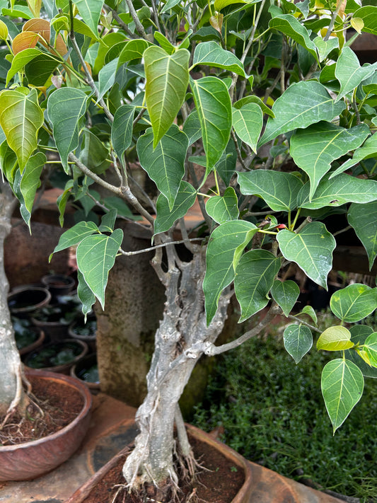 Bodhi Tree Bonsai – 4 to 5 Years Old | Spiritual Symbol of Enlightenment & Peace 02 + Premium White pot.