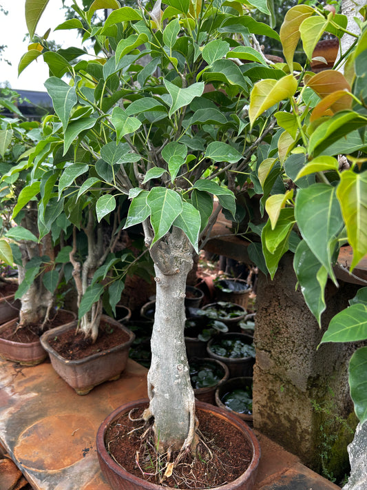 Bodhi Tree Bonsai – 6 to 8 Years Old | Spiritual Symbol of Enlightenment & Peace + Premium White pot.