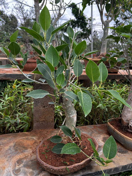 Ficus Virens Bonsai – 5 Years Old | Graceful Growth & Natural Air Purifier + Premium White pot.