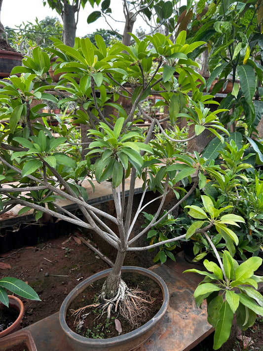 Sapota (Chikoo) Bonsai – 4 to 5 Years Old | Unique Fruiting Bonsai for Sweet Vibes + Premium White pot.