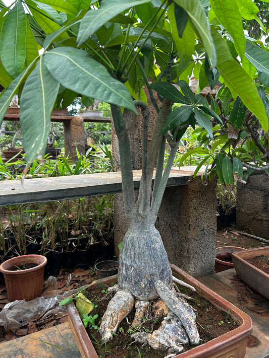 Pachira Aquatica (Money Tree) Bonsai – 8 to 10 Years Old | Symbol of Wealth, Luck & Growth + Premium White pot.