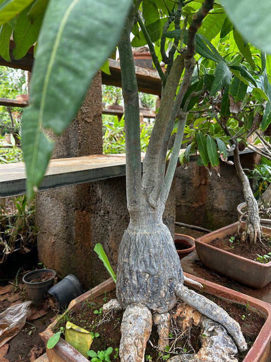 Pachira Aquatica (Money Tree) Bonsai – 8 to 10 Years Old | Symbol of Wealth, Luck & Growth + Premium White pot.