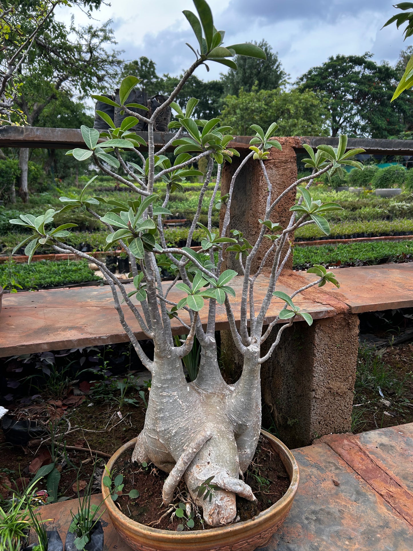 Adenium Bonsai – 15 to 18 Years Old | Desert Rose with Stunning Caudex & Timeless Beauty + Premium White pot.