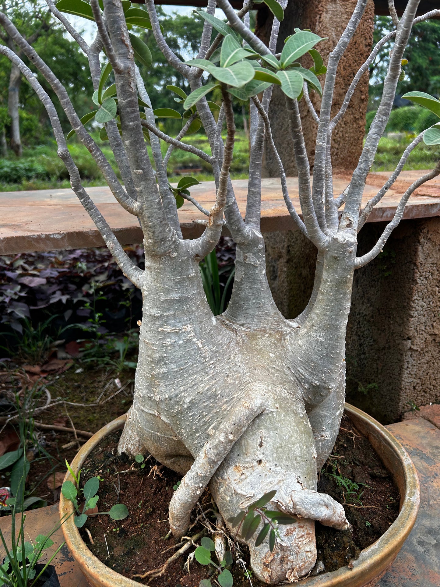 Adenium Bonsai – 15 to 18 Years Old | Desert Rose with Stunning Caudex & Timeless Beauty + Premium White pot.