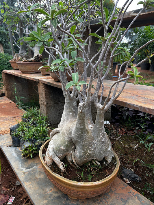 Adenium Bonsai – 15 to 18 Years Old | Desert Rose with Stunning Caudex & Timeless Beauty 02 + Premium White pot.